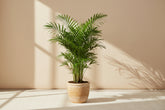 Neanthe Bella Palm (Chamaedorea elegans) 4" plant. Pet-safe Parlor Palm with soft tropical fronds. Thrives in bright indirect to medium light