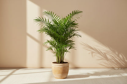 Neanthe Bella Palm (Chamaedorea elegans) 4" plant. Pet-safe Parlor Palm with soft tropical fronds. Thrives in bright indirect to medium light