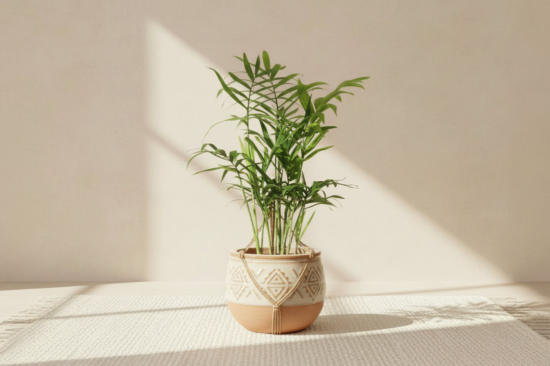 Neanthe Bella Palm (Chamaedorea elegans) 4" plant. Pet-safe Parlor Palm with soft tropical fronds. Thrives in bright indirect to medium light