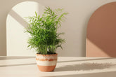 Neanthe Bella Palm (Chamaedorea elegans) 4" plant. Pet-safe Parlor Palm with soft tropical fronds. Thrives in bright indirect to medium light