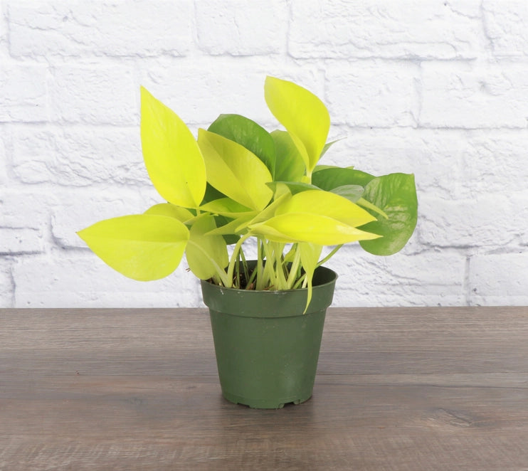 Neon Pothos (Epipremnum Aureum) features vibrant yellow-green leaves on long vines, perfect for hanging or trailing. This fast-growing, low-maintenance plant thrives in medium light but adapts to low light. Ideal for beginners, it’s easygoing and adds bold color to any space. Great for shelves, windows, or trellises.