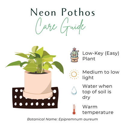 Neon Pothos (Epipremnum Aureum) features vibrant yellow-green leaves on long vines, perfect for hanging or trailing. This fast-growing, low-maintenance plant thrives in medium light but adapts to low light. Ideal for beginners, it’s easygoing and adds bold color to any space. Great for shelves, windows, or trellises.