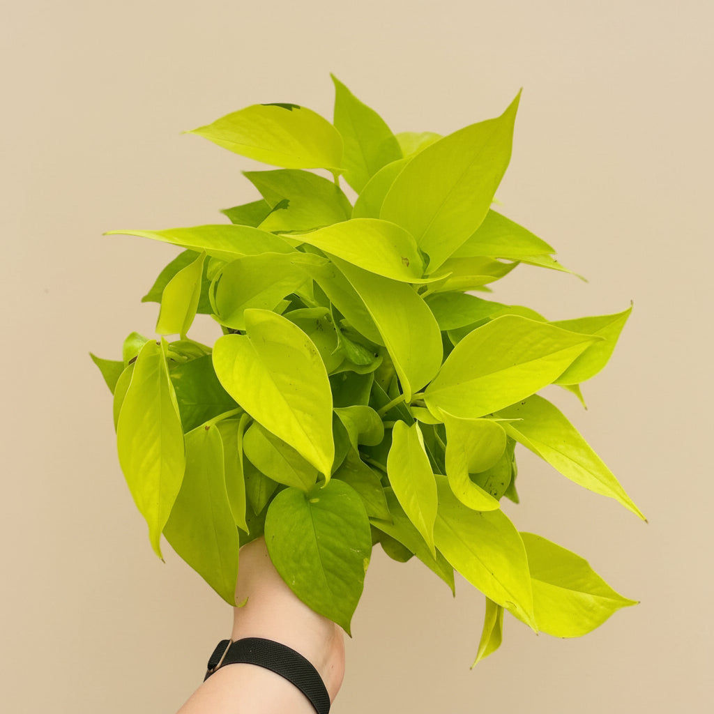 Neon Pothos (Epipremnum Aureum) features vibrant yellow-green leaves on long vines, perfect for hanging or trailing. This fast-growing, low-maintenance plant thrives in medium light but adapts to low light. Ideal for beginners, it’s easygoing and adds bold color to any space. Great for shelves, windows, or trellises.