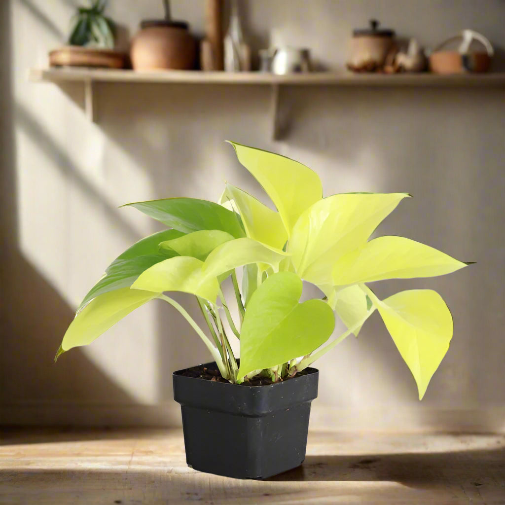 Neon Pothos (Epipremnum Aureum) features vibrant yellow-green leaves on long vines, perfect for hanging or trailing. This fast-growing, low-maintenance plant thrives in medium light but adapts to low light. Ideal for beginners, it’s easygoing and adds bold color to any space. Great for shelves, windows, or trellises.