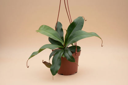 The Nepenthes Lady Luck Carnivorous easy-care pitcher plant is known for its vibrant pitchers and insect-trapping abilities, it thrives in bright, humid conditions, making it perfect for terrariums.