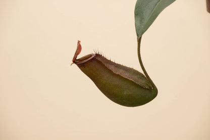The Nepenthes Lady Luck Carnivorous easy-care pitcher plant is known for its vibrant pitchers and insect-trapping abilities, it thrives in bright, humid conditions, making it perfect for terrariums.