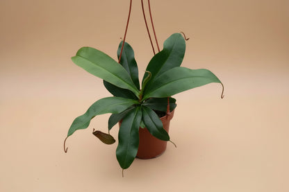 The Nepenthes Lady Luck Carnivorous easy-care pitcher plant is known for its vibrant pitchers and insect-trapping abilities, it thrives in bright, humid conditions, making it perfect for terrariums.