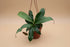 The Nepenthes Lady Luck Carnivorous easy-care pitcher plant is known for its vibrant pitchers and insect-trapping abilities, it thrives in bright, humid conditions, making it perfect for terrariums.