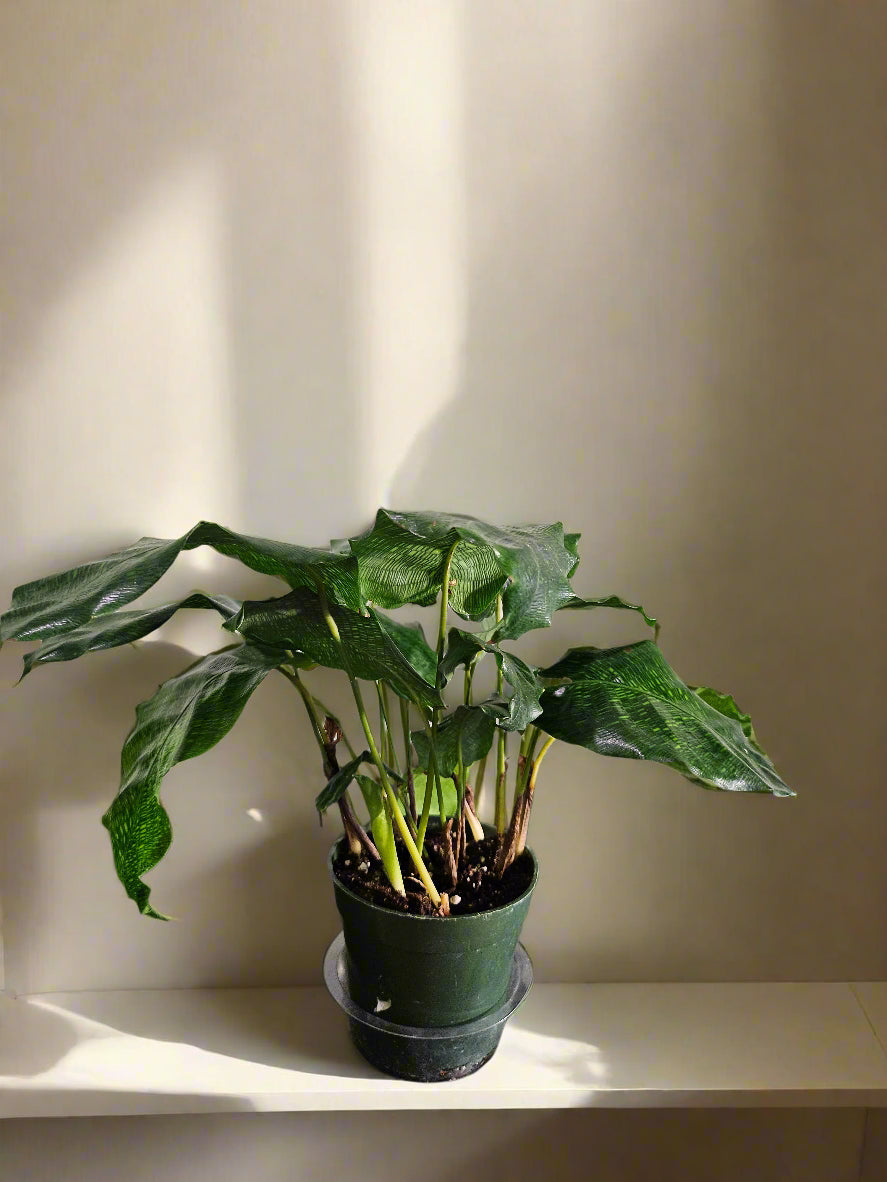 Calathea musaica ‘Network’ features stunning mosaic-patterned leaves, pet-safe foliage, and loves humidity. A striking, low-light tropical houseplant.