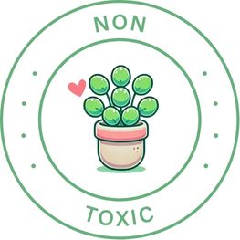 African Violets Plants (Saintpaulia)