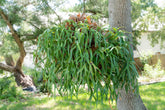 Bring tropical beauty into your home or garden with the striking Staghorn Fern (Platycerium bifurcatum), known for its antler-like fronds and unique ability to attach to trees. Perfect for USDA zone 9a and warmer, it thrives indoors and outdoors in dappled light or indoors as a low-maintenance.