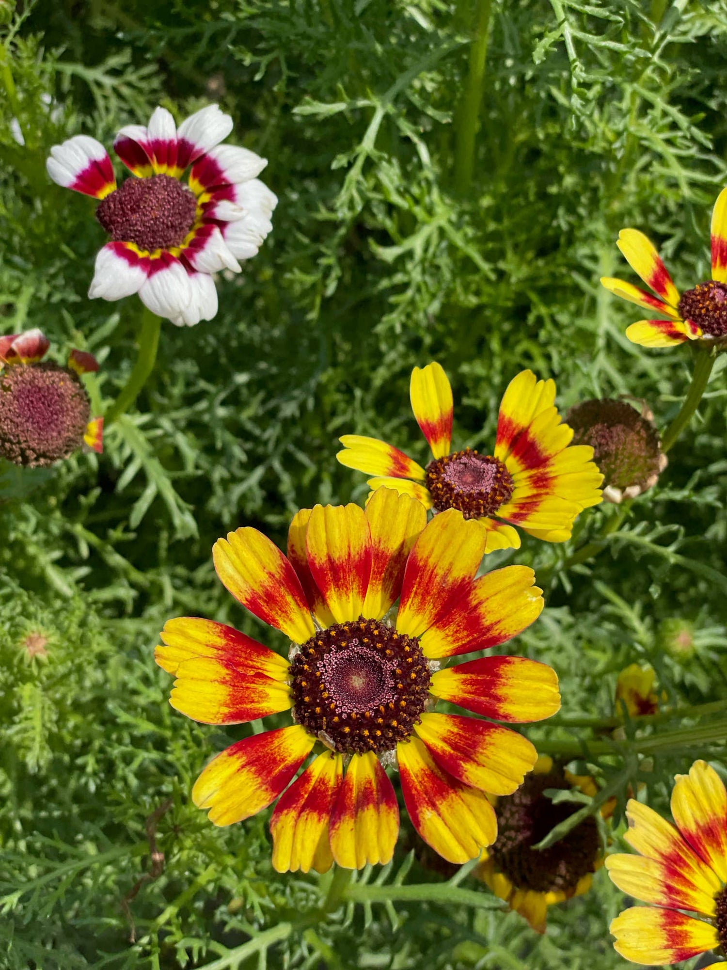 Painted Daisy flower seed packs