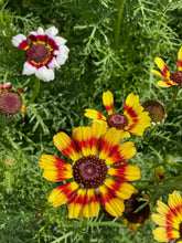 Painted Daisy flower seed packs