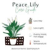 The Peace Lily (Spathiphyllum) features lush green foliage and striking white blooms, perfect for low-light areas like bedrooms. This low-maintenance, air-purifying plant thrives in indirect light and is ideal for beginners. Its serene beauty and natural air-cleaning abilities make it a must-have for any home.