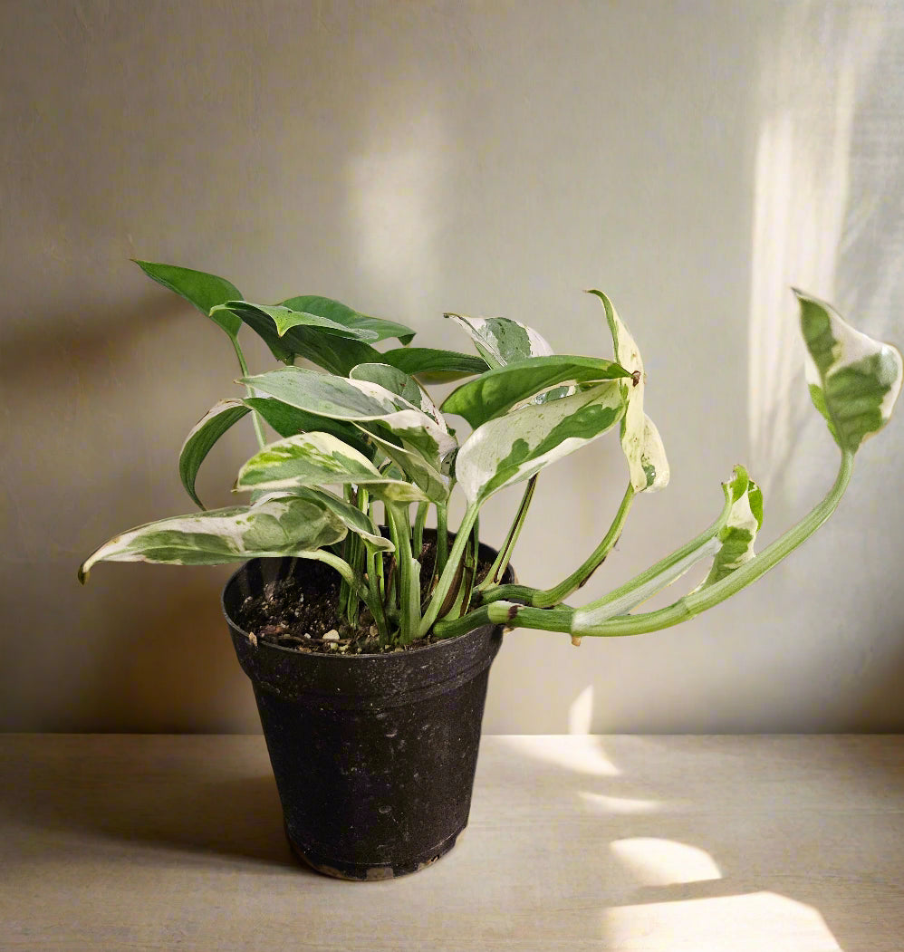 Pearl and Jade Pothos is a compact, variegated houseplant with creamy white and green marbled leaves—easy-care and perfect for bright indoor spaces.