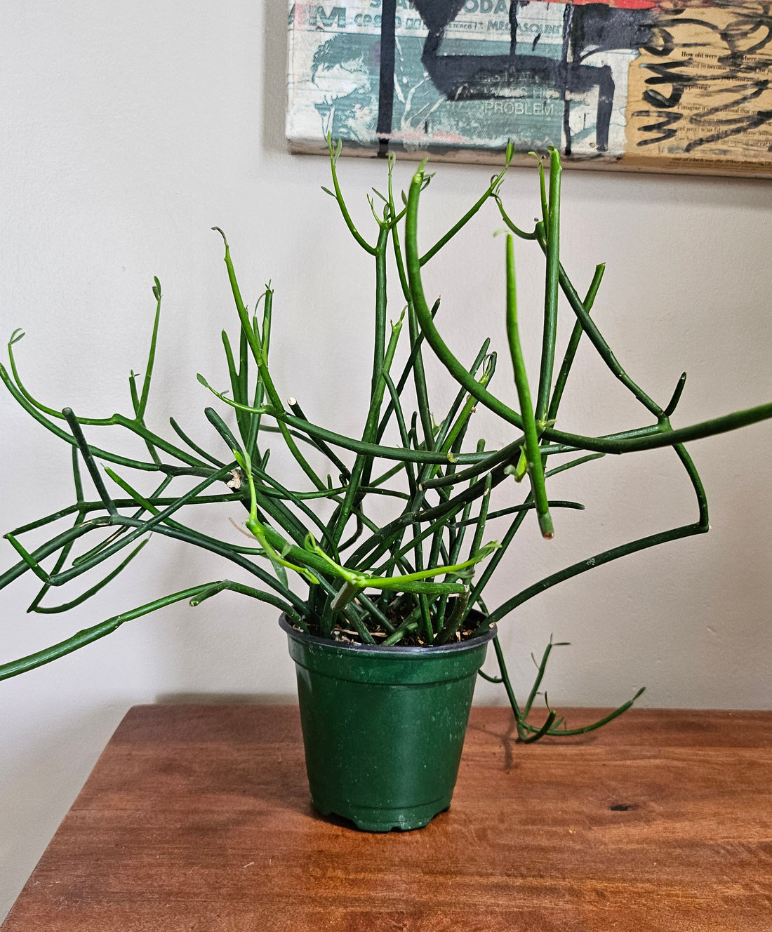 Pencil Cactus, also called Firestick or Sticks on Fire, is a bold, easy-care succulent with fiery stems—perfect for sunny, modern, low-maintenance spaces.