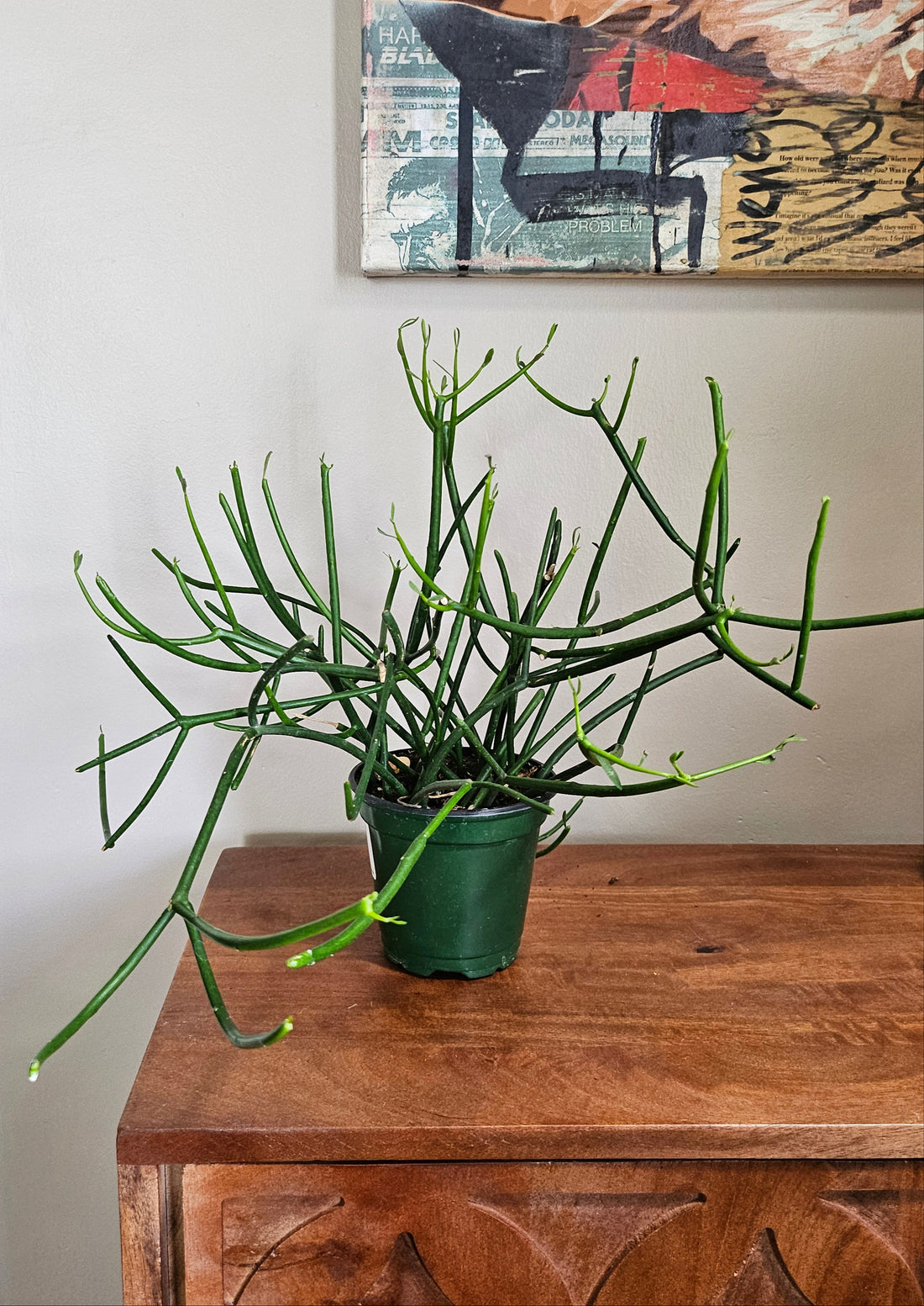 Pencil Cactus, also called Firestick or Sticks on Fire, is a bold, easy-care succulent with fiery stems—perfect for sunny, modern, low-maintenance spaces.