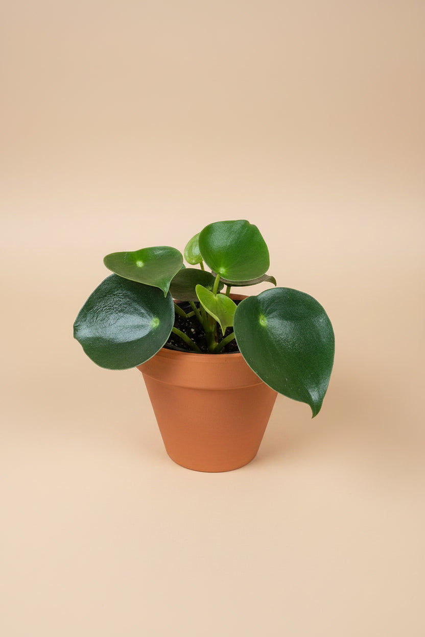 Peperomia Raindrop features glossy raindrop-shaped leaves and easy-care charm. A pet-friendly tropical houseplant perfect for shelves and desks.