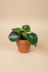 Peperomia Raindrop features glossy raindrop-shaped leaves and easy-care charm. A pet-friendly tropical houseplant perfect for shelves and desks.