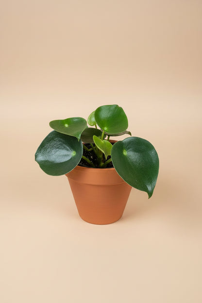 Peperomia Raindrop features glossy raindrop-shaped leaves and easy-care charm. A pet-friendly tropical houseplant perfect for shelves and desks.