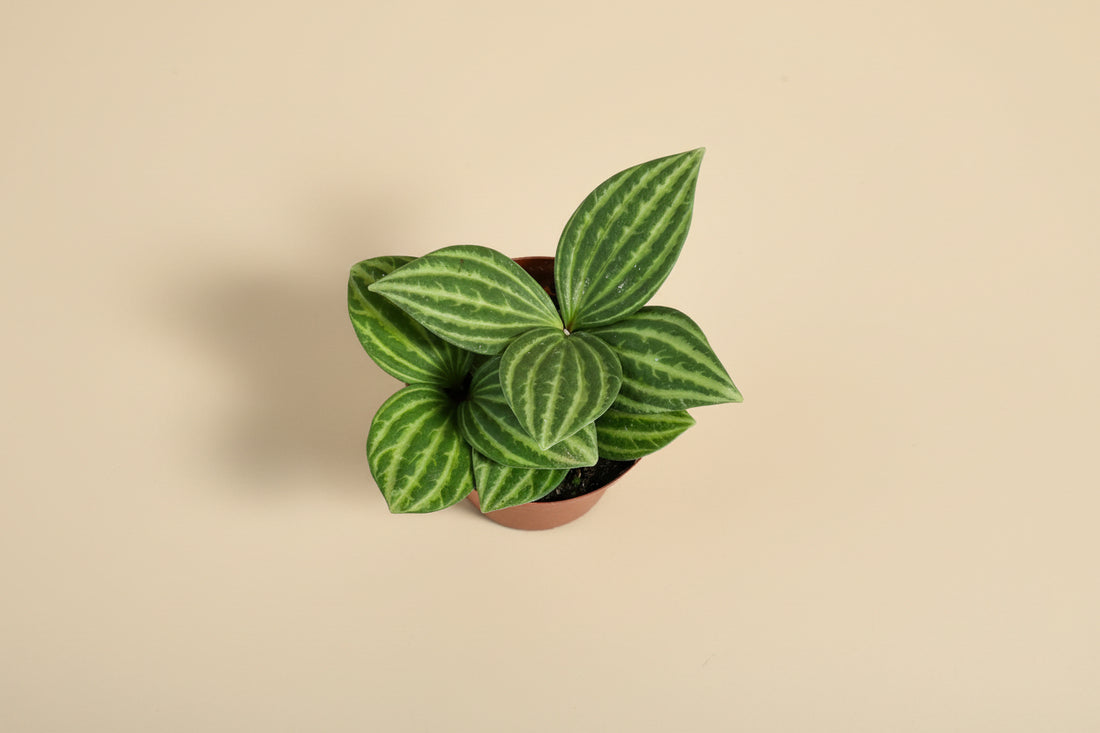 Peperomia ‘Stilt’ is an easy-care, pet-safe houseplant with slender stems and glossy leaves. Perfect for shelves, desks, and small spaces.