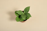 Peperomia ‘Stilt’ is an easy-care, pet-safe houseplant with slender stems and glossy leaves. Perfect for shelves, desks, and small spaces.