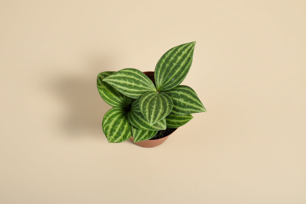 Peperomia ‘Stilt’ is an easy-care, pet-safe houseplant with slender stems and glossy leaves. Perfect for shelves, desks, and small spaces.