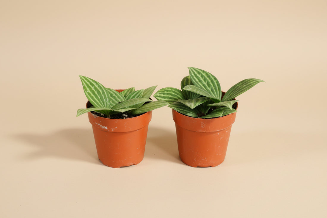Peperomia ‘Stilt’ is an easy-care, pet-safe houseplant with slender stems and glossy leaves. Perfect for shelves, desks, and small spaces.