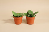 Peperomia ‘Stilt’ is an easy-care, pet-safe houseplant with slender stems and glossy leaves. Perfect for shelves, desks, and small spaces.