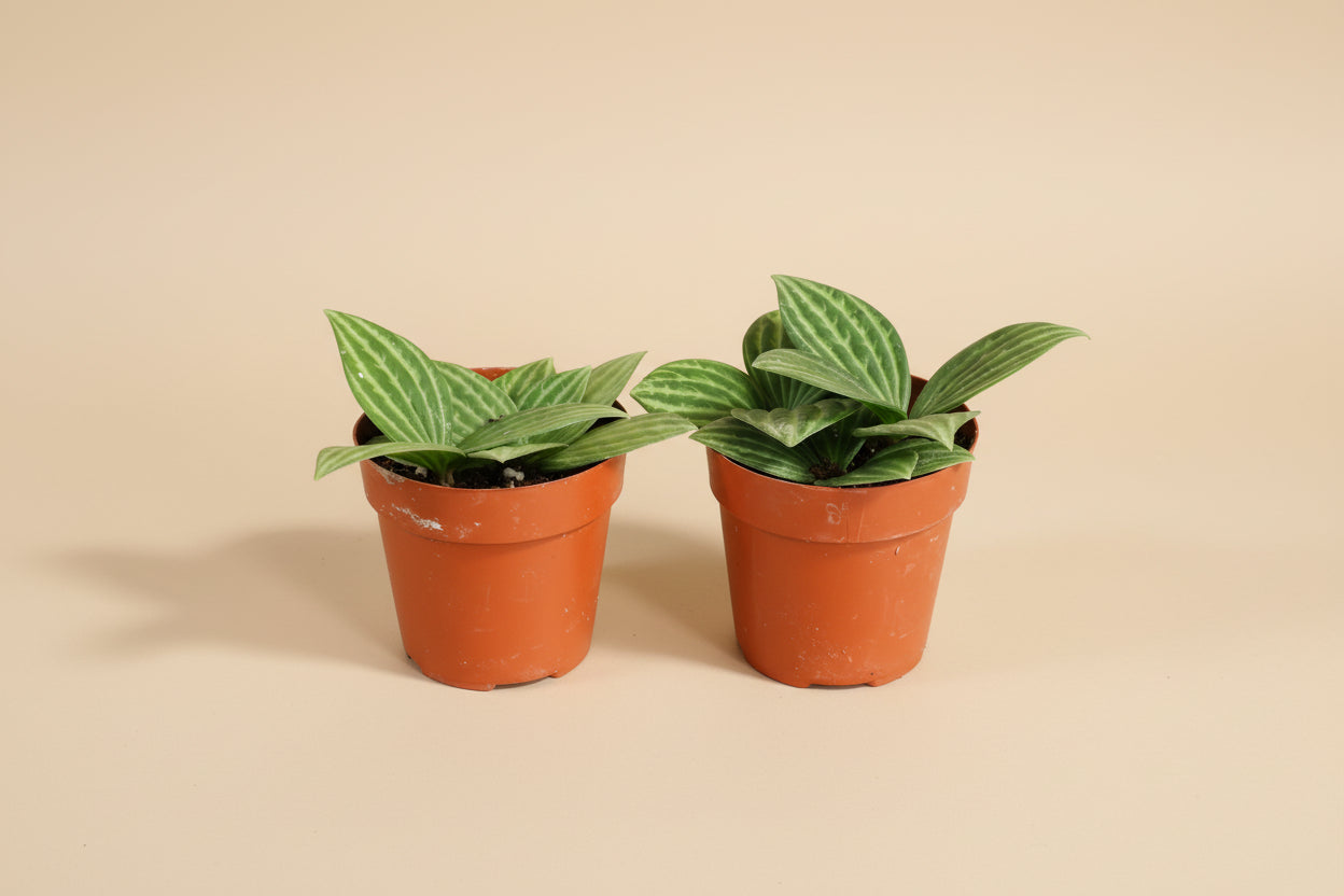 Peperomia ‘Stilt’ is an easy-care, pet-safe houseplant with slender stems and glossy leaves. Perfect for shelves, desks, and small spaces.
