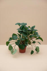 Peperomia albovittata ‘Rana Verde’ features textured green leaves with soft silver striping. A compact, boutique rare houseplant perfect for bright indoor spaces.