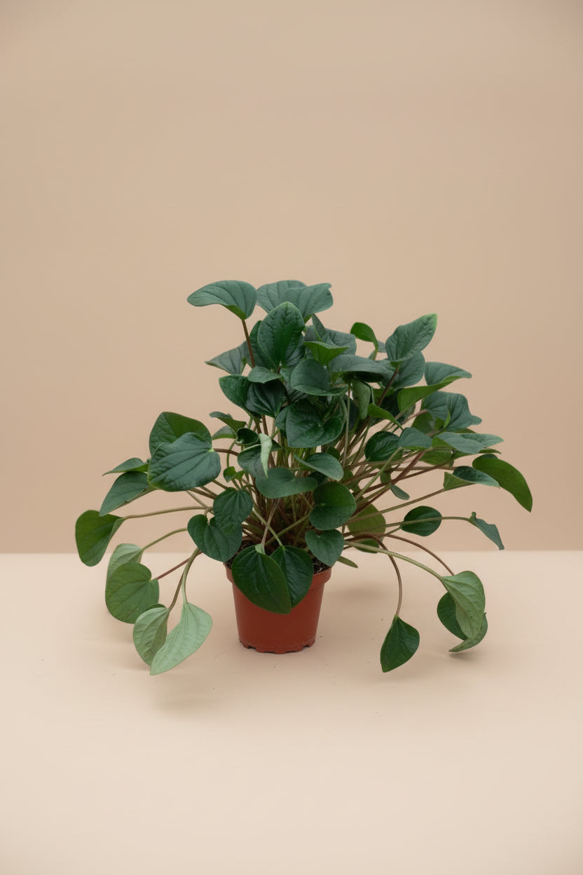 Peperomia albovittata ‘Rana Verde’ features textured green leaves with soft silver striping. A compact, boutique rare houseplant perfect for bright indoor spaces.