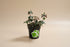 Peperomia verticillata is a pet-safe trailing houseplant with whorled leaves and red stems. Easy-care, perfect for shelves and hanging planters.