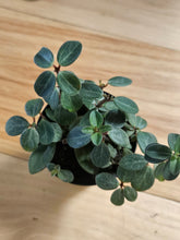 Peperomia verticillata is a pet-safe trailing houseplant with whorled leaves and red stems. Easy-care, perfect for shelves and hanging planters.