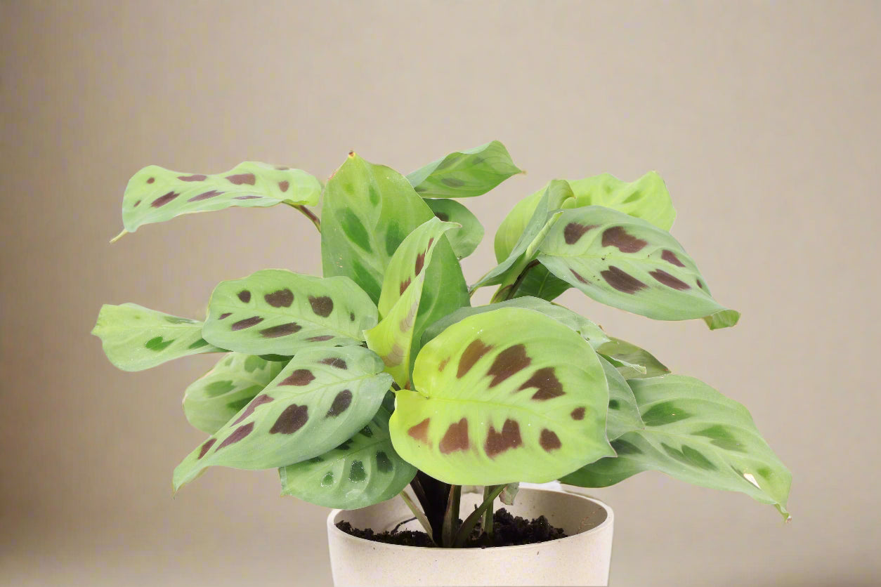 Green Prayer Plant (Maranta leuconeura) with soft patterned leaves that fold at night. Pet safe, non-toxic, and perfect as a trailing or hanging houseplant.