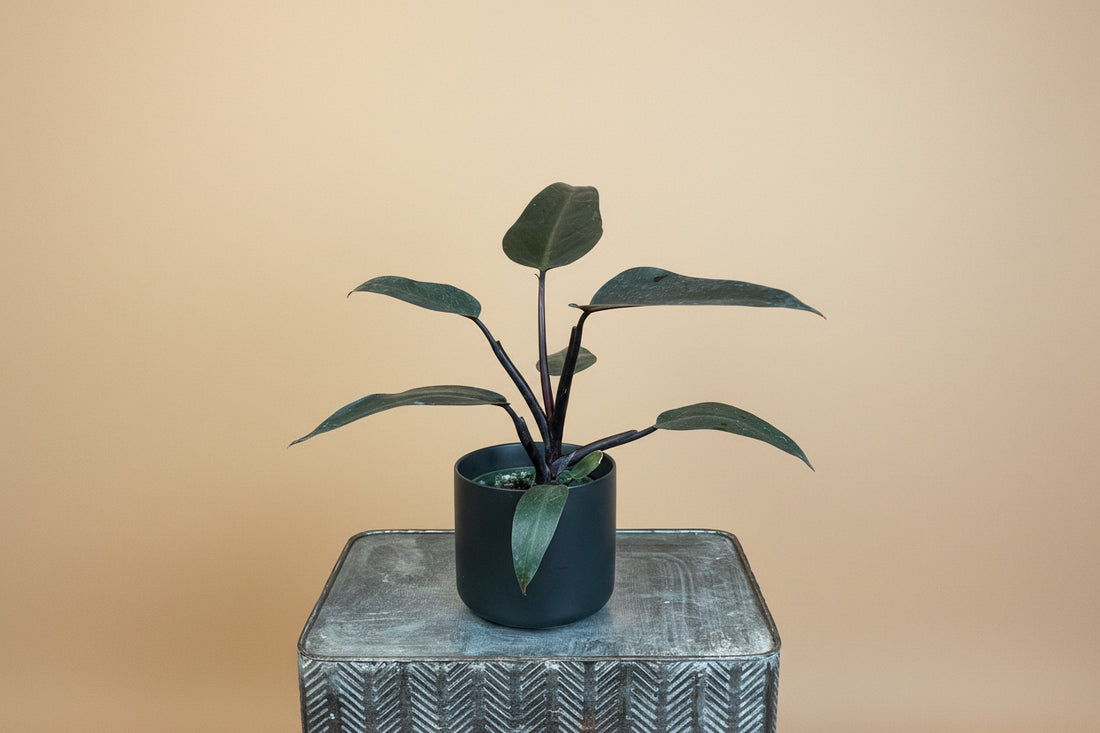 Philodendron Majesty features rich burgundy leaves and an easy-care, upright growth habit, making it a bold, elegant houseplant for modern indoor spaces.