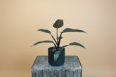 Philodendron Majesty features rich burgundy leaves and an easy-care, upright growth habit, making it a bold, elegant houseplant for modern indoor spaces.