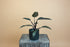Philodendron Majesty features rich burgundy leaves and an easy-care, upright growth habit, making it a bold, elegant houseplant for modern indoor spaces.