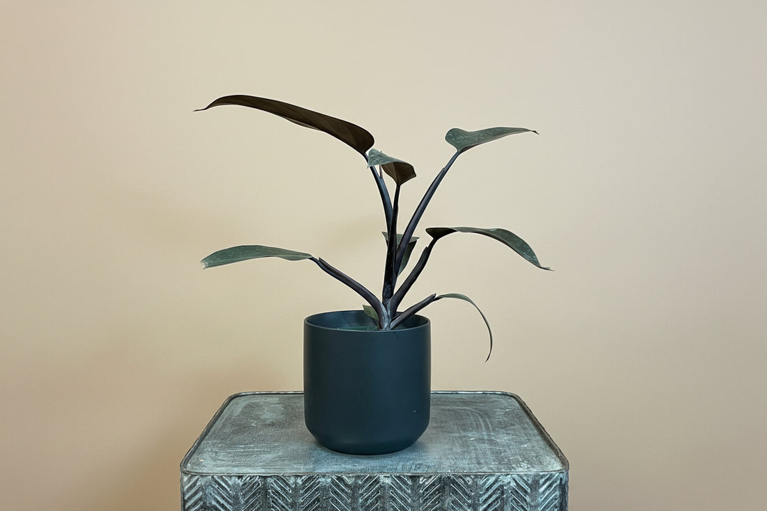 Philodendron Majesty features rich burgundy leaves and an easy-care, upright growth habit, making it a bold, elegant houseplant for modern indoor spaces.