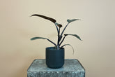 Philodendron Majesty features rich burgundy leaves and an easy-care, upright growth habit, making it a bold, elegant houseplant for modern indoor spaces.