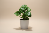 Philodendron Atom is a compact plant with curly, deeply lobed leaves. An easy-care tropical perfect for bright, indirect light and small spaces indoors.