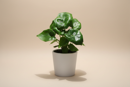 Philodendron Atom is a compact plant with curly, deeply lobed leaves. An easy-care tropical perfect for bright, indirect light and small spaces indoors.