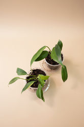 Rare Philodendron &