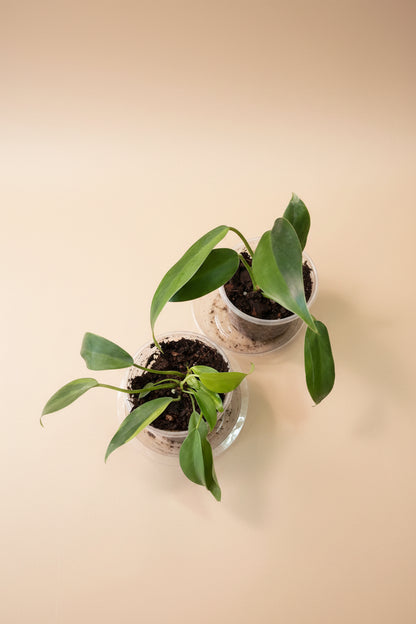 Rare Philodendron &