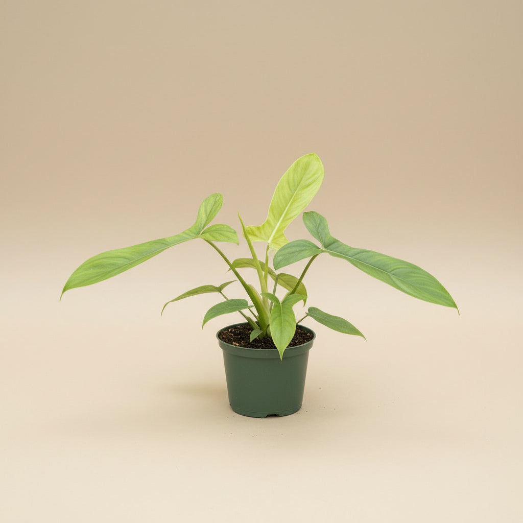 Philodendron Bette Waterbury features dramatic tri-lobed, hourglass leaves and thrives when climbing. A rare collector aroid perfect for bright, indirect light.