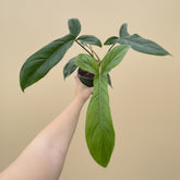 Philodendron Bette Waterbury features dramatic tri-lobed, hourglass leaves and thrives when climbing. A rare collector aroid perfect for bright, indirect light.