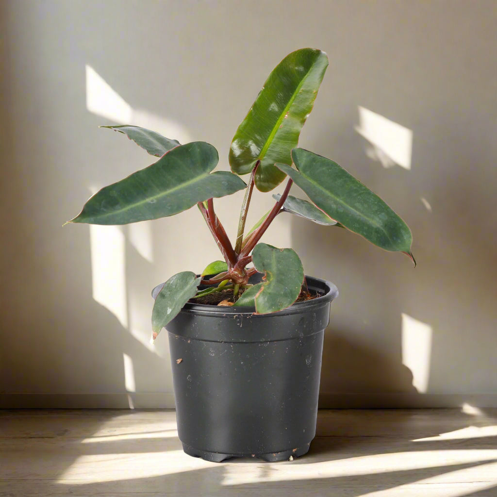 Philodendron Billietiae ‘Billie’ (Black Form) features moody, elongated leaves and red petioles. A rare, dramatic aroid that thrives in bright, indirect light.