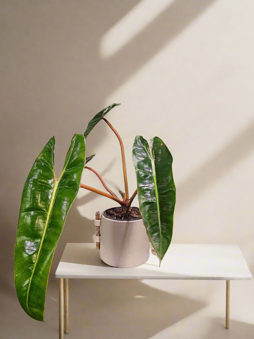Its green leaves and vibrant orange petioles. A fast-growing climber, it thrives in bright, indirect light and high humidity. Perfect for collectors, this eye-catching Philodendron pairs beautifully with mango green tea for a refreshing, exotic vibe.