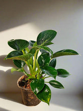 Philodendron ‘Birkin’ features striking white pinstriped foliage and easy care, making it a stylish, tropical houseplant for any indoor plant collection’ features striking white pinstriped foliage and easy care, making it a stylish, tropical houseplant for any indoor plant collection