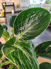 Philodendron ‘Birkin’ features striking white pinstriped foliage and easy care, making it a stylish, tropical houseplant for any indoor plant collection